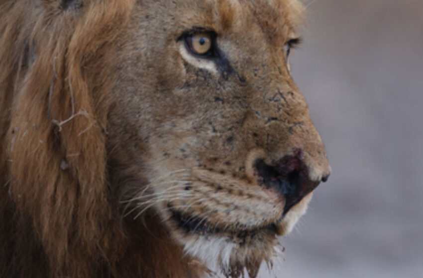  Meet the Mapogo Lion Brothers: The Terrifying Duo Terrorizing Tanzania’s Wildlife