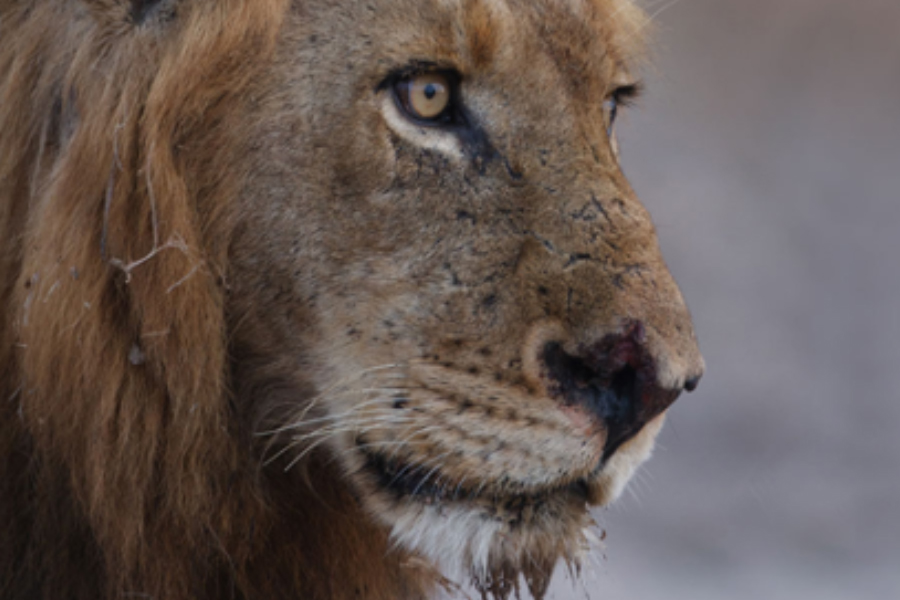 Meet the Mapogo Lion Brothers: The Terrifying Duo Terrorizing Tanzania’s Wildlife