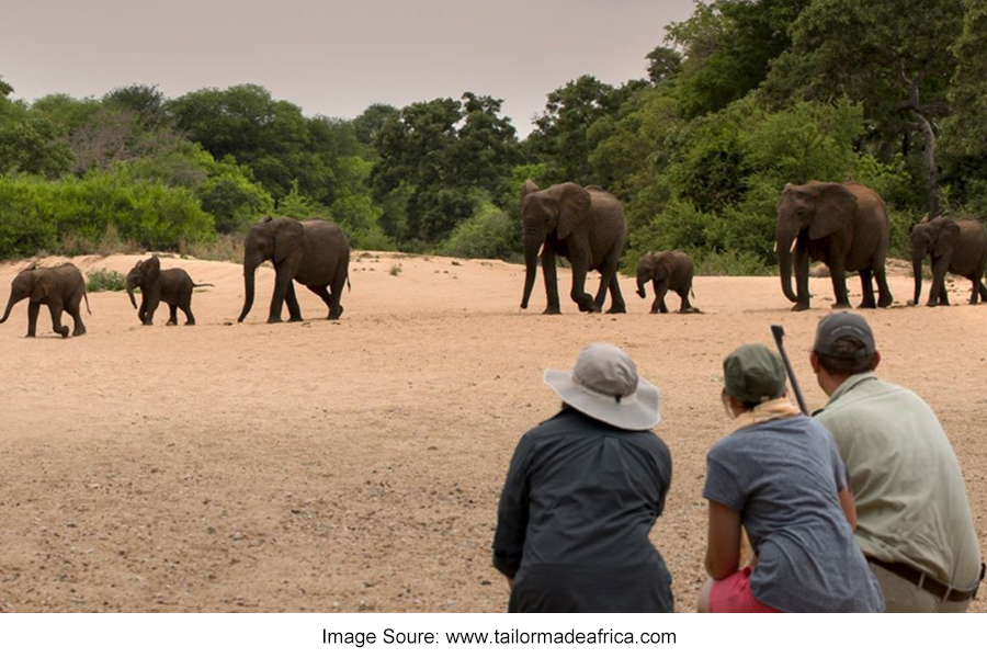 The Real Zimbabwe Safari Experience: Breaking Down Misconceptions