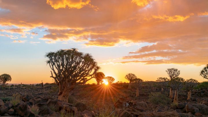 When Is the Best Time to Book Luxury Safari Holidays in Africa?